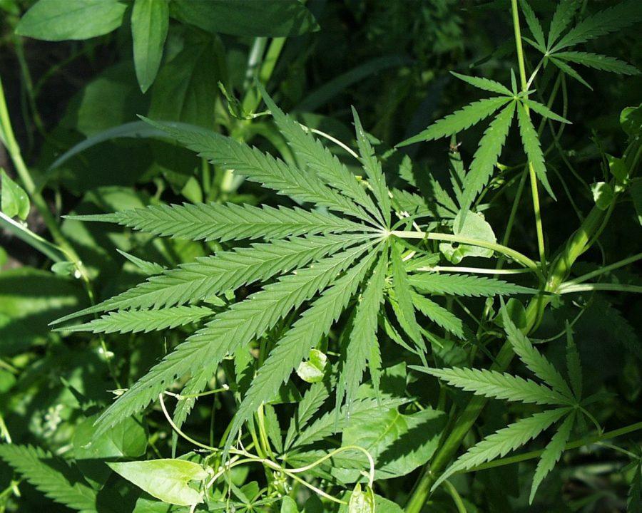UA must change marijuana policy