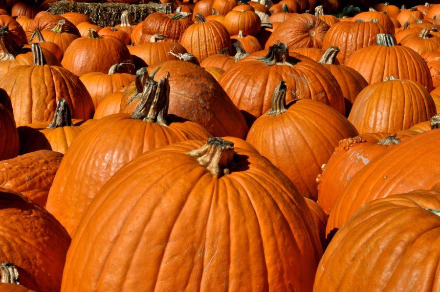 Pumped for pumpkins: Four locations to pick out pumpkins
