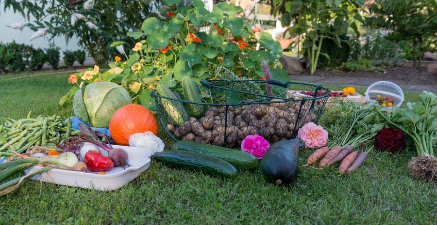 Blackburn Institute starts food garden to increase local food access