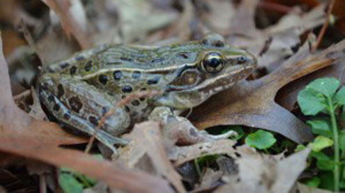 UA students contribute to discovery of new frog species