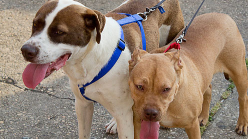 Animal rights group showcases adoptable dogs