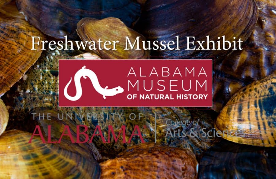 Freshwater Mussel Exhibit. Alabama Museum of Natural History. The University of Alabama. College of Arts and Sciences.